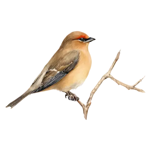 Cedar Waxwing perched with head turned, silky fawn-brown plumage, watercolor painting, transparent background