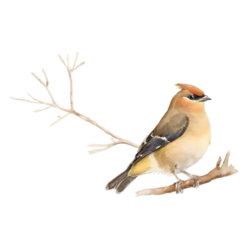 Cedar Waxwing on a leafy twig, silky fawn-brown plumage, watercolor painting, transparent background