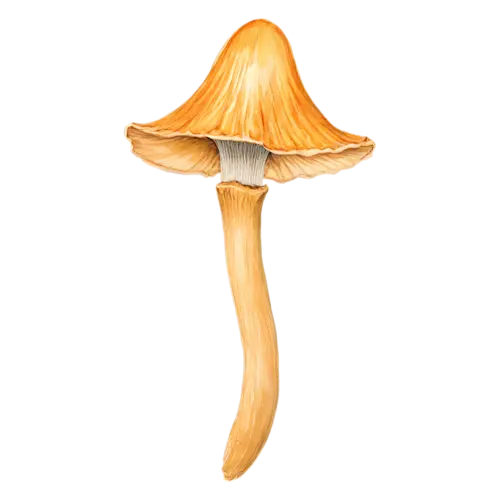 Chanterelle with a golden trumpet-shaped cap, a golden-yellow trumpet-shaped cap with wavy edges and ridged gills, watercolor painting, transparent background