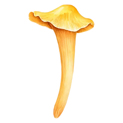 Chanterelle with a wavy egg-yellow cap and ridged stem, a golden-yellow trumpet-shaped cap with wavy edges and ridged gills, watercolor painting, transparent background
