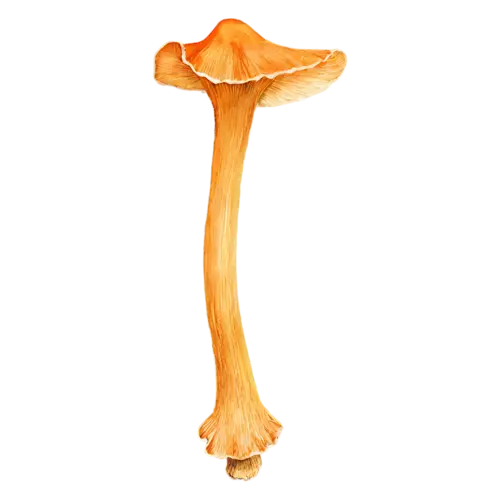 Chanterelle with a funnel-shaped amber cap, a golden-yellow trumpet-shaped cap with wavy edges and ridged gills, watercolor painting, transparent background