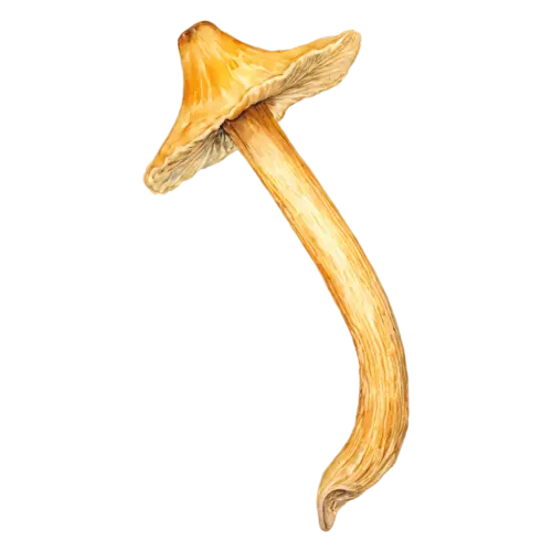 Chanterelle with a curling golden cap edge, a golden-yellow trumpet-shaped cap with wavy edges and ridged gills, watercolor painting, transparent background