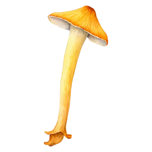 Chanterelle with a deep yellow vase-shaped cap, a golden-yellow trumpet-shaped cap with wavy edges and ridged gills, watercolor painting, transparent background