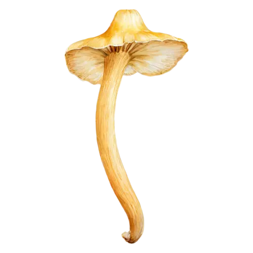 Chanterelle with a flared apricot-gold cap, a golden-yellow trumpet-shaped cap with wavy edges and ridged gills, watercolor painting, transparent background