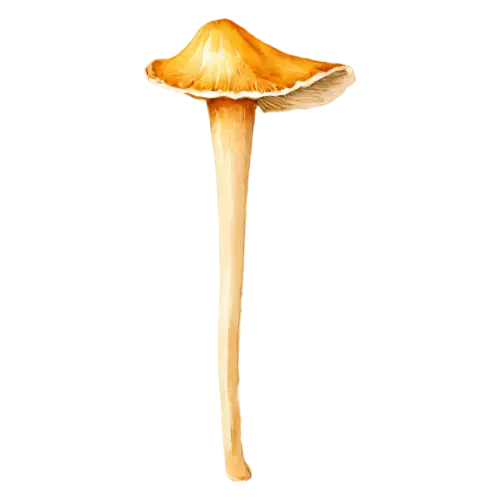 Chanterelle with a rippled golden cap and tapering stem, a golden-yellow trumpet-shaped cap with wavy edges and ridged gills, watercolor painting, transparent background
