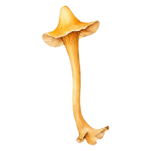 Chanterelle with a bright marigold trumpet cap, a golden-yellow trumpet-shaped cap with wavy edges and ridged gills, watercolor painting, transparent background