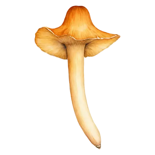 Chanterelle with a soft yellow cap and forked ridges, a golden-yellow trumpet-shaped cap with wavy edges and ridged gills, watercolor painting, transparent background
