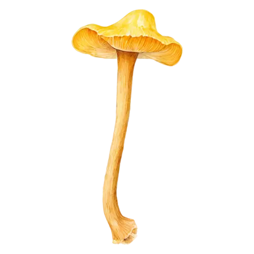 Chanterelle with a honey-gold funnel cap, a golden-yellow trumpet-shaped cap with wavy edges and ridged gills, watercolor painting, transparent background