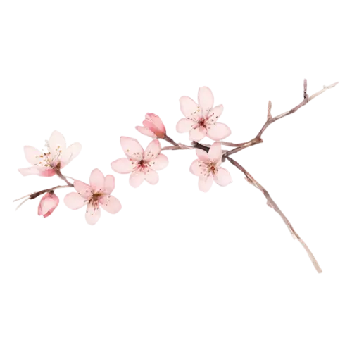 Cherry Blossom with pale pink blossoms in full bloom, delicate five-petaled pink and white blossoms clustered along a slender branch, watercolor painting, transparent background