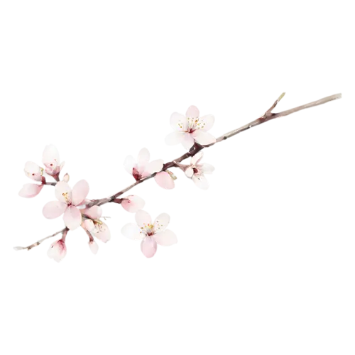 Cherry Blossom with white blossoms and a few pink buds, delicate five-petaled pink and white blossoms clustered along a slender branch, watercolor painting, transparent background