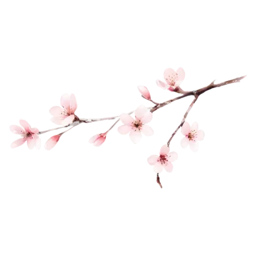 Cherry Blossom with a single slender spray of soft pink flowers, delicate five-petaled pink and white blossoms clustered along a slender branch, watercolor painting, transparent background