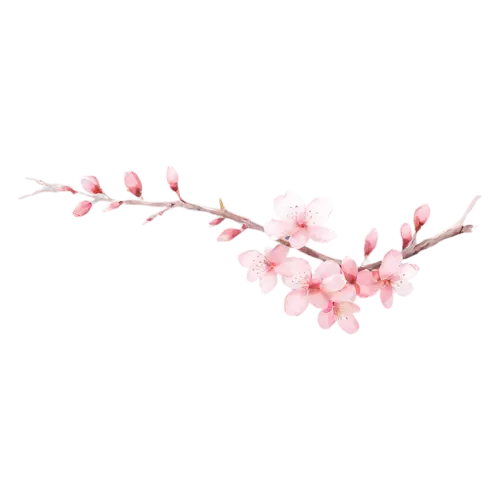 Cherry Blossom arching and covered in blush-pink blossoms, delicate five-petaled pink and white blossoms clustered along a slender branch, watercolor painting, transparent background