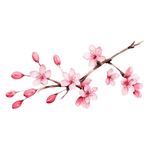 Cherry Blossom with deep pink double blossoms, delicate five-petaled pink and white blossoms clustered along a slender branch, watercolor painting, transparent background
