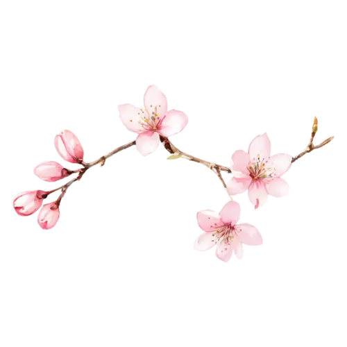 Cherry Blossom with open flowers and unopened buds along the stem, delicate five-petaled pink and white blossoms clustered along a slender branch, watercolor painting, transparent background