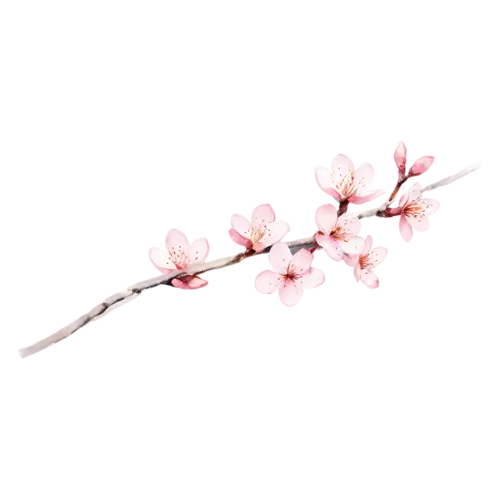 Cherry Blossom with a delicate horizontal spray of pale pink blossoms, delicate five-petaled pink and white blossoms clustered along a slender branch, watercolor painting, transparent background