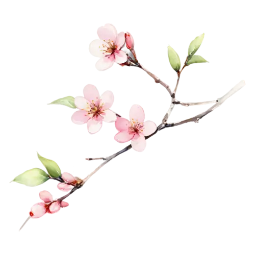 Cherry Blossom with blossoms and a few young green leaves, delicate five-petaled pink and white blossoms clustered along a slender branch, watercolor painting, transparent background