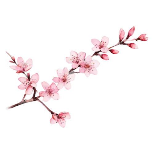 Cherry Blossom curved, with clustered pink flowers, delicate five-petaled pink and white blossoms clustered along a slender branch, watercolor painting, transparent background