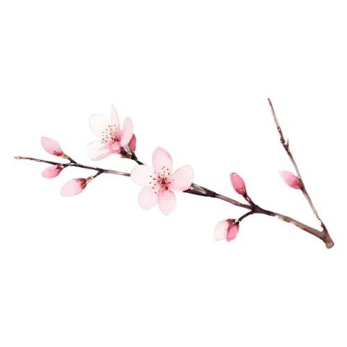 Cherry Blossom with soft white-pink petals on dark slender twigs, delicate five-petaled pink and white blossoms clustered along a slender branch, watercolor painting, transparent background