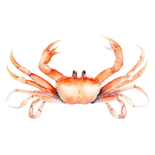 Crab with claws tucked in, a rounded shell, watercolor painting, transparent background