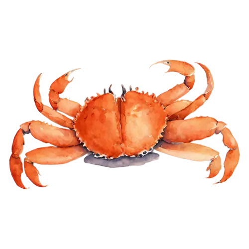 Crab viewed from above with legs spread, a rounded shell, watercolor painting, transparent background