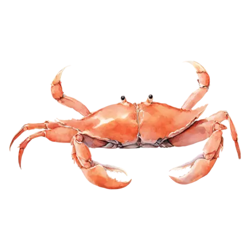 Crab facing forward, a rounded shell, watercolor painting, transparent background