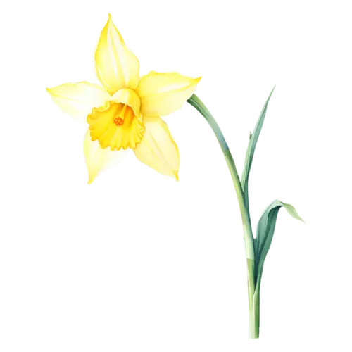 Daffodil bright yellow daffodil with a long trumpet, viewed face-on, trumpet-centered daffodils in bright yellow, watercolor painting, transparent background