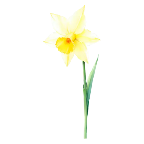 Daffodil yellow daffodil on a tall green stem, side profile, trumpet-centered daffodils in bright yellow, watercolor painting, transparent background