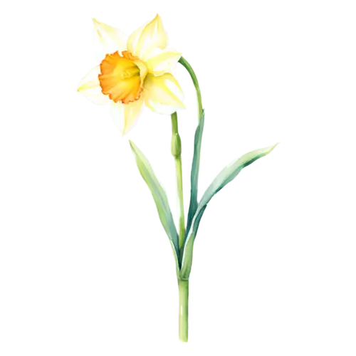 Daffodil cream-white daffodil with a pale yellow trumpet, trumpet-centered daffodils in bright yellow, watercolor painting, transparent background