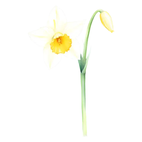 Daffodil yellow daffodil with an orange-rimmed corona, trumpet-centered daffodils in bright yellow, watercolor painting, transparent background