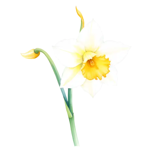 Daffodil double daffodil with ruffled center petals, trumpet-centered daffodils in bright yellow, watercolor painting, transparent background