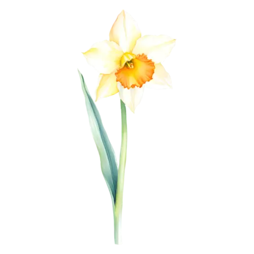 Daffodil yellow daffodil tilted in three-quarter view, trumpet-centered daffodils in bright yellow, watercolor painting, transparent background