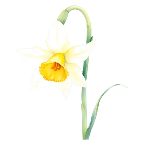 Daffodil two-tone daffodil, white petals and a golden trumpet, trumpet-centered daffodils in bright yellow, watercolor painting, transparent background