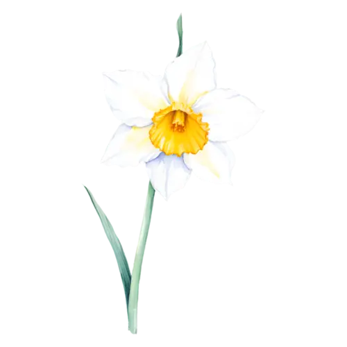 Daffodil miniature daffodil with a short trumpet and slender leaves, trumpet-centered daffodils in bright yellow, watercolor painting, transparent background