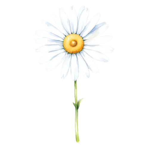 Daisy classic white daisy with a golden center, viewed face-on, cheerful daisies with white petals and golden centers, watercolor painting, transparent background