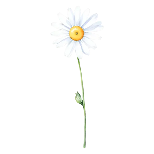 Daisy white daisy on a short green stem with two leaves, cheerful daisies with white petals and golden centers, watercolor painting, transparent background