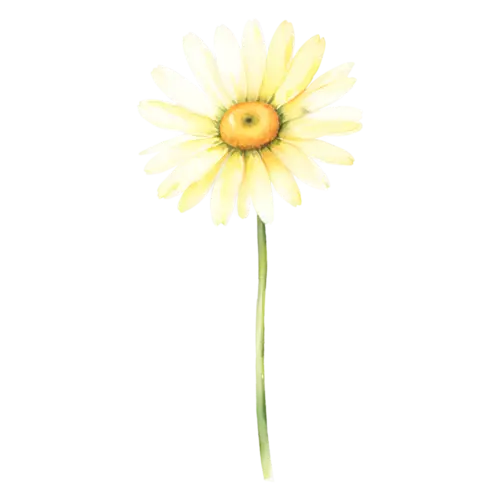 Daisy soft yellow daisy in full bloom, cheerful daisies with white petals and golden centers, watercolor painting, transparent background