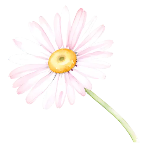 Daisy pale pink daisy viewed slightly from the side, cheerful daisies with white petals and golden centers, watercolor painting, transparent background