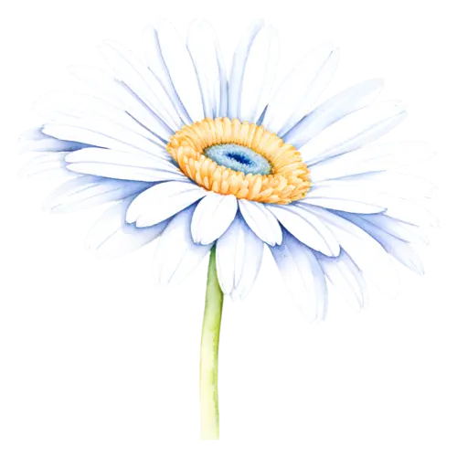 Daisy slender-petaled oxeye daisy, face-on, cheerful daisies with white petals and golden centers, watercolor painting, transparent background
