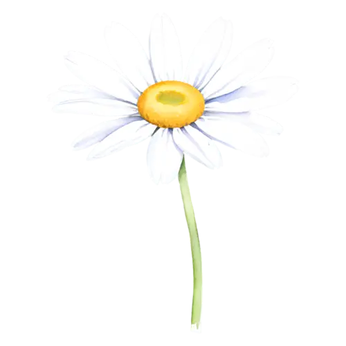 Daisy layered gerbera-style daisy with full petals, cheerful daisies with white petals and golden centers, watercolor painting, transparent background