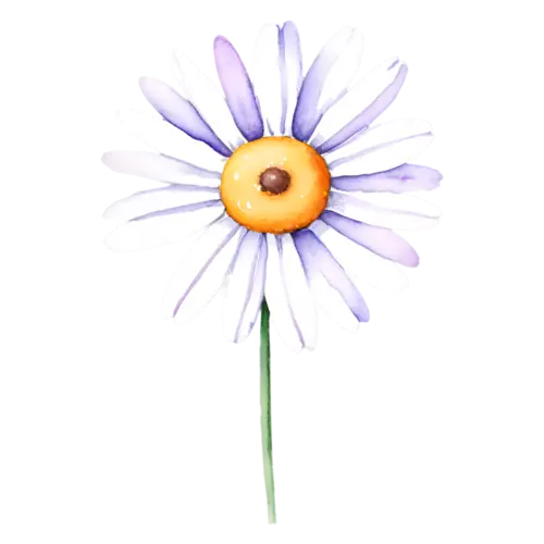 Daisy single daisy bud just beginning to open, cheerful daisies with white petals and golden centers, watercolor painting, transparent background