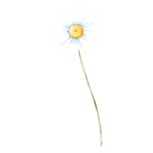 Daisy lavender daisy with a dark center, cheerful daisies with white petals and golden centers, watercolor painting, transparent background