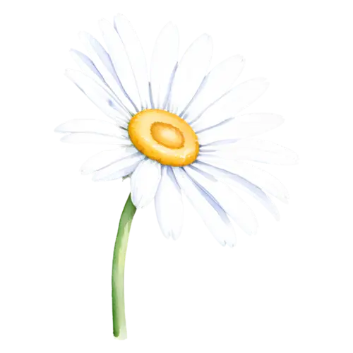 Daisy small chamomile-like daisy with fine petals, cheerful daisies with white petals and golden centers, watercolor painting, transparent background