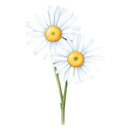 Daisy white daisy tilted in three-quarter view, cheerful daisies with white petals and golden centers, watercolor painting, transparent background