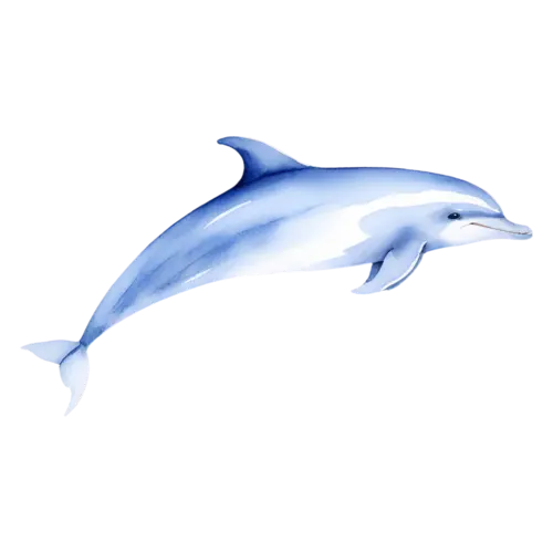Dolphin leaping in a graceful upward arc, smooth bottlenose dolphins, watercolor painting, transparent background