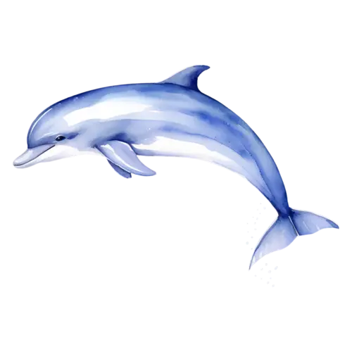 Dolphin diving downward with tail raised, smooth bottlenose dolphins, watercolor painting, transparent background