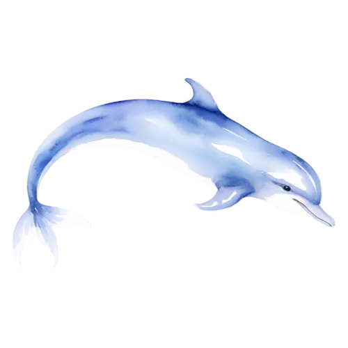 Dolphin side profile with a gentle smiling curve, smooth bottlenose dolphins, watercolor painting, transparent background