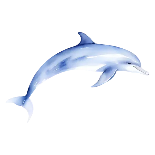 Dolphin tail and fluke raised above a smooth back, smooth bottlenose dolphins, watercolor painting, transparent background