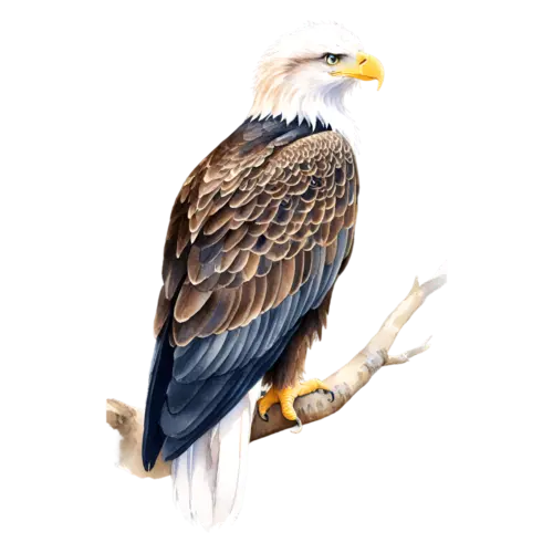 Eagle perched with wings folded, white head and dark body, powerful raptors with hooked beaks, watercolor painting, transparent background