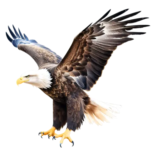 Eagle perched in side profile, deep brown plumage, powerful raptors with hooked beaks, watercolor painting, transparent background