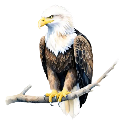 Eagle perched on a bare branch looking back over its shoulder, powerful raptors with hooked beaks, watercolor painting, transparent background